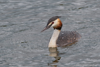 GEAT CRESTED GREBE (Podiceps cristatus)